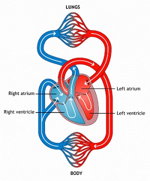 Heart problems in children